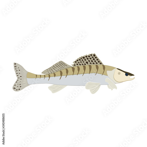 Zander fish wild nderwater predator vector illustration