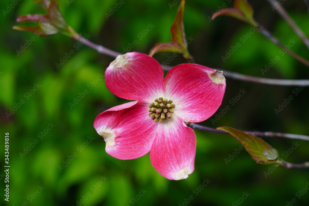 Close-up of a pink dogwood (cornus) flower on the tree in the spring Close-up of a pink dogwood (cornus) flower on the tree in the spring