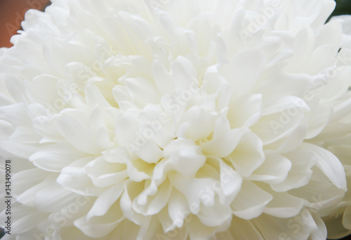 White chrysanthemum. Beautiful white flowers. romance and tenderness. © Alena Mostovich