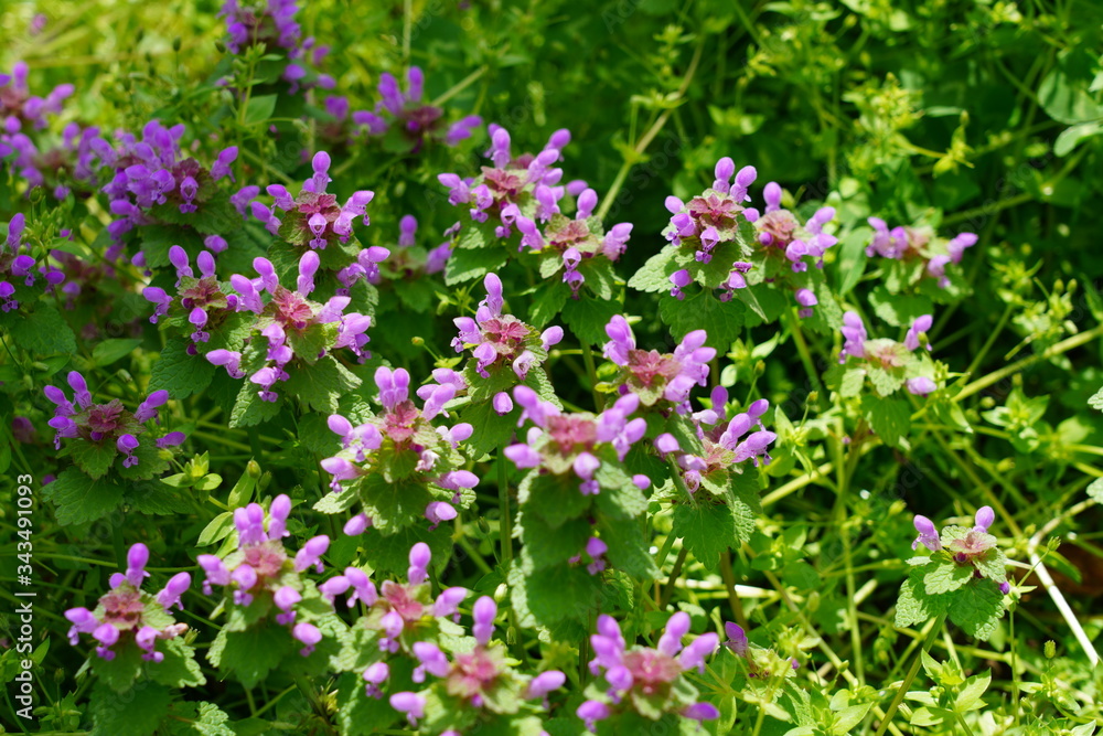 Purple flowers of red deadnettle (lamium purpureum) Purple flowers of red deadnettle (lamium purpureum)