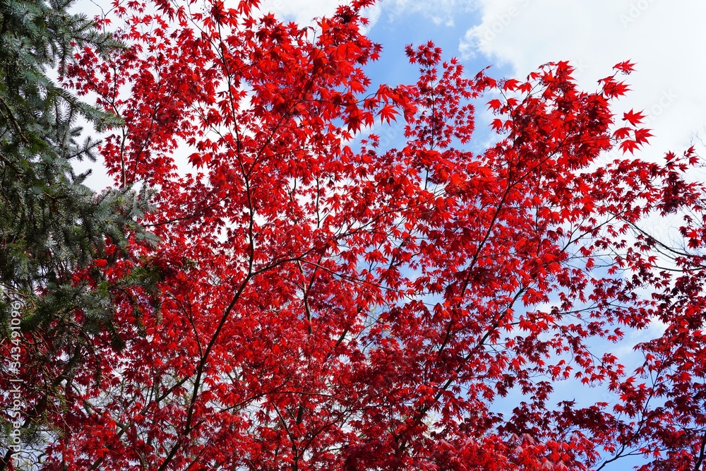 Red foliage of a Japanese Maple tree Red foliage of a Japanese Maple tree