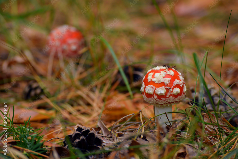 red fly agaric pine cone with tree autumn forest
red fly agaric pine cone with tree autumn forest