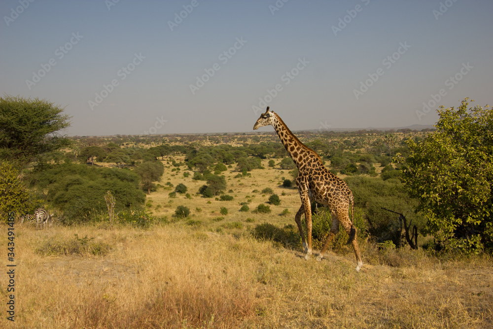 Fototapeta premium Beautiful giraffe in front of impressive plainland