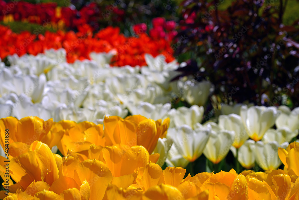 Fototapeta premium Colorful red, orange and yellow tulip flowers in the spring garden