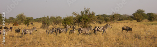 Panorama of zebras in an african savannah