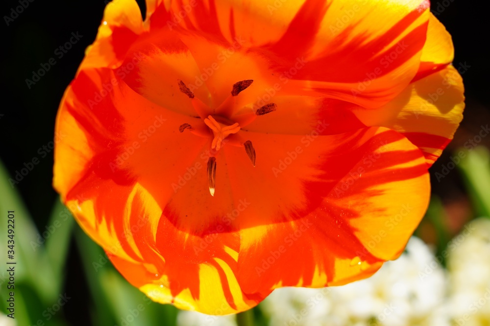 Full bloom macro view of the inside of a red orange tulip flower in the spring garden Full bloom macro view of the inside of a red orange tulip flower in the spring garden