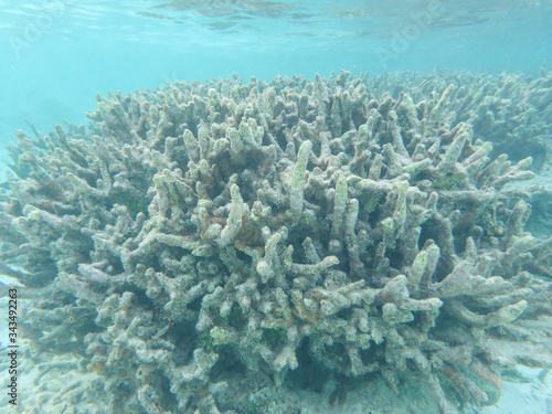 Dead branching coral in the tropical coral reefs