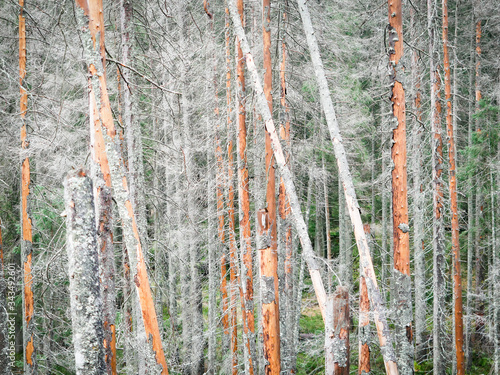 Fototapeta Naklejka Na Ścianę i Meble -  Las świerkowy