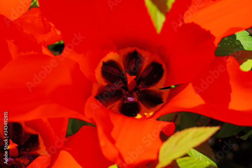 Full bloom macro view of the inside of a red orange tulip flower in the spring garden