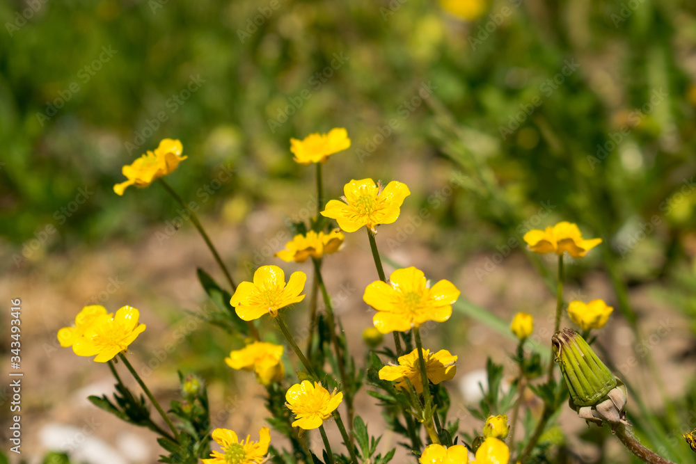 Fototapeta premium Der Hahnenfuß, auch bekannt unter dem Namen Butterblume, blüht im Frühjahr und Sommer auf den Wiesen. Die Blüte ist gold-gelb.