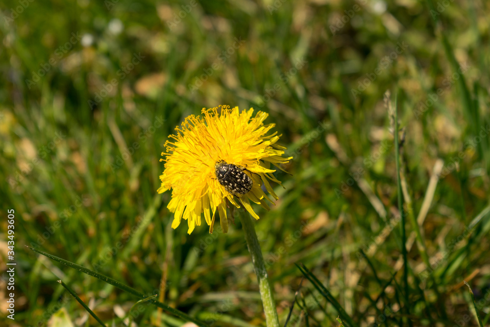 Der Löwenzahn hat eine gelbe Blüte und wächst auf Wiesen, Feldern und anderen Grünflächen. Die Pflanze wird in der Küche zum Beispiel für Salat oder Sirup verwendet. Auch gilt sie als Heilpflanze. Der Löwenzahn hat eine gelbe Blüte und wächst auf Wiesen, Feldern und anderen Grünflächen. Die Pflanze wird in der Küche zum Beispiel für Salat oder Sirup verwendet. Auch gilt sie als Heilpflanze.
