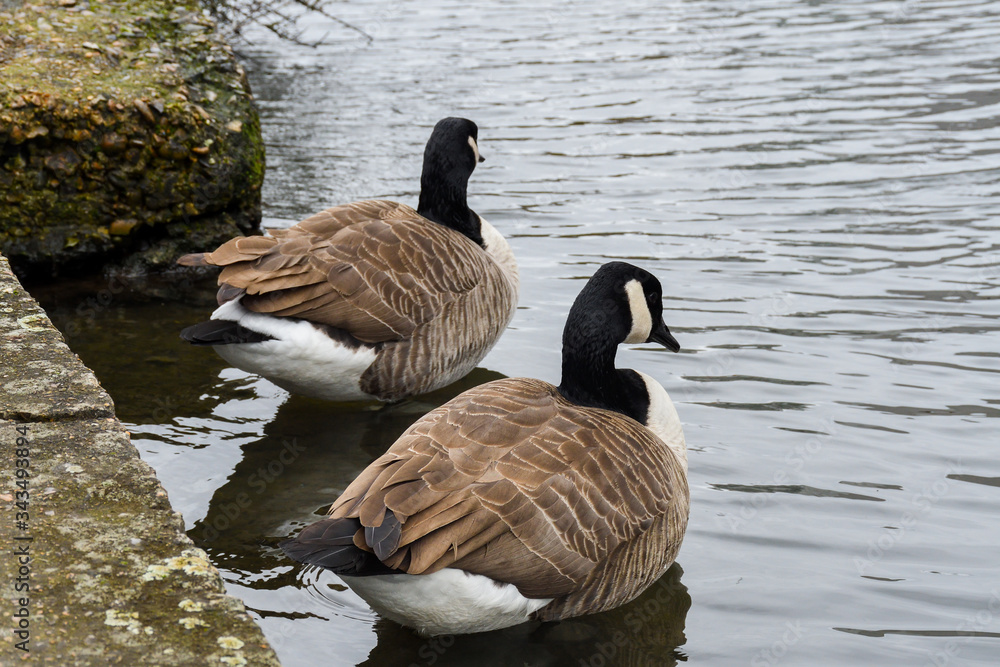Obraz premium Ducks floating on Camden town Regent canal, in London