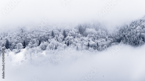 snow trees in the mist 4