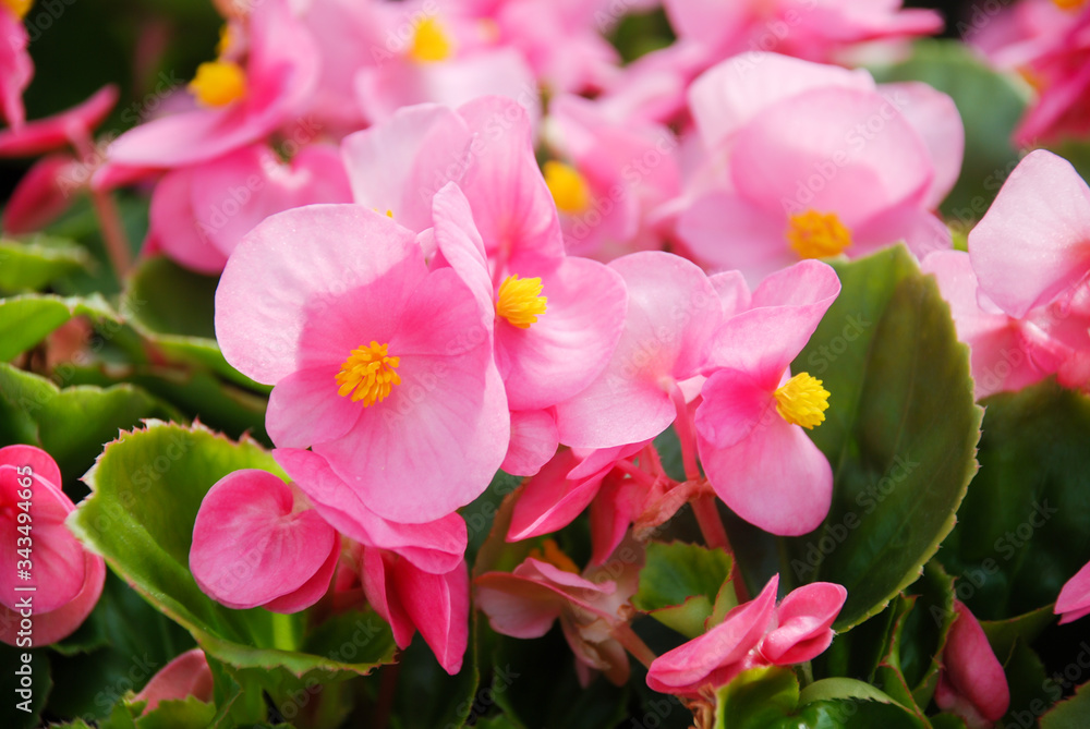 Begonias,semperflorens begonias,in the garden Begonias,semperflorens begonias,in the garden
