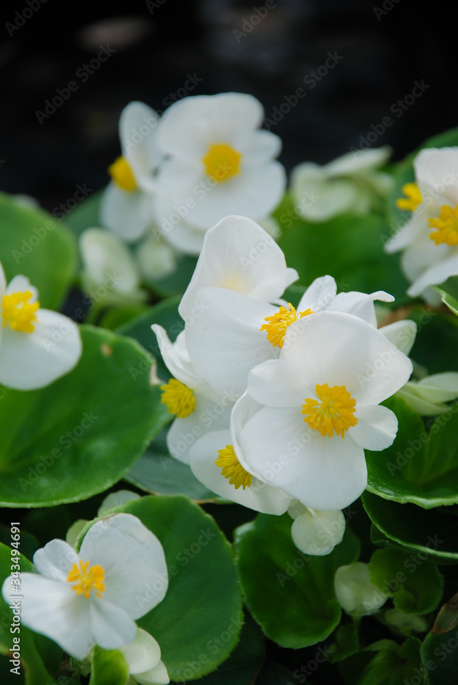 Begonias,semperflorens begonias,in the garden Begonias,semperflorens begonias,in the garden