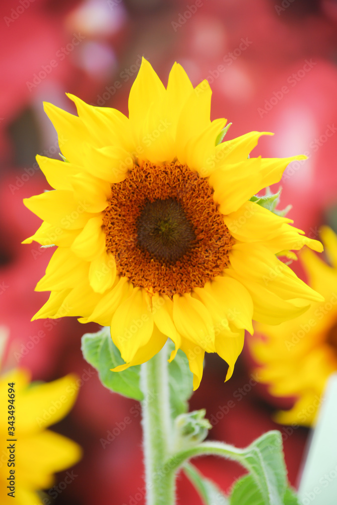 Naklejka premium Helianthus annuus, small and potted sunflowers. dwarf helianthus
