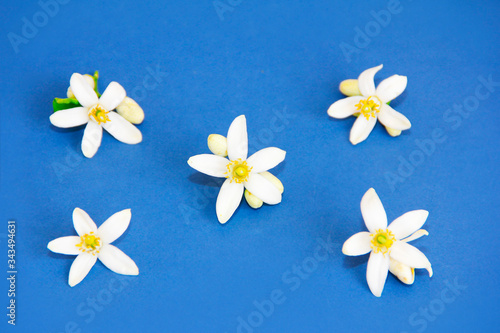 small natural white flowers of orange fruit on a blue background photo