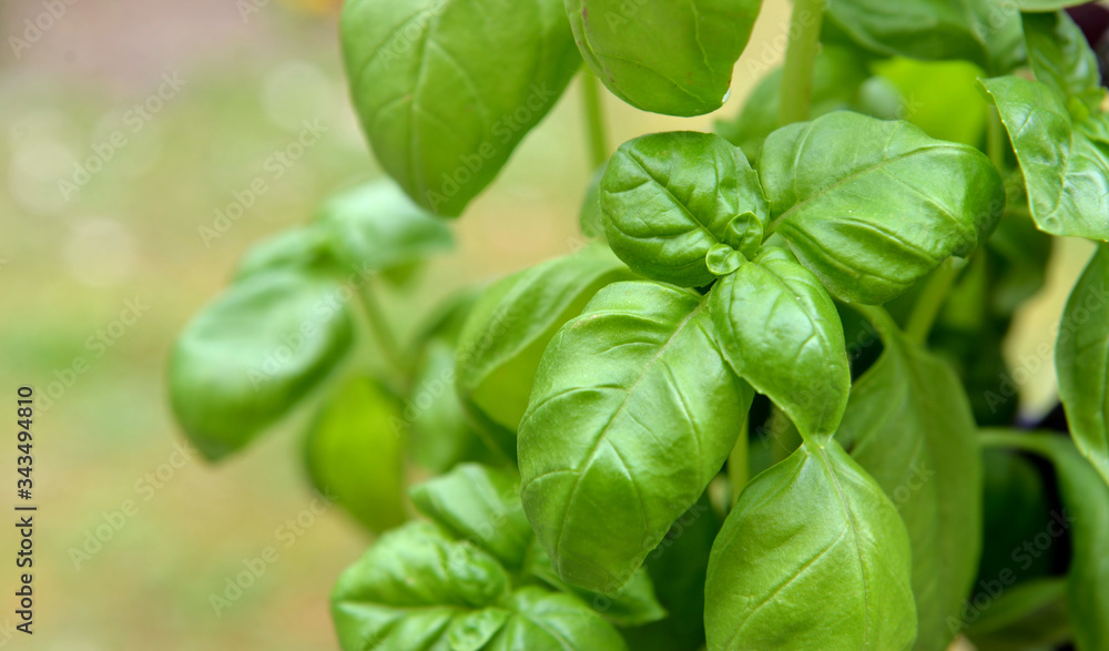 close on freshness green leaf of basil growing in garden close on freshness green leaf of basil growing in garden