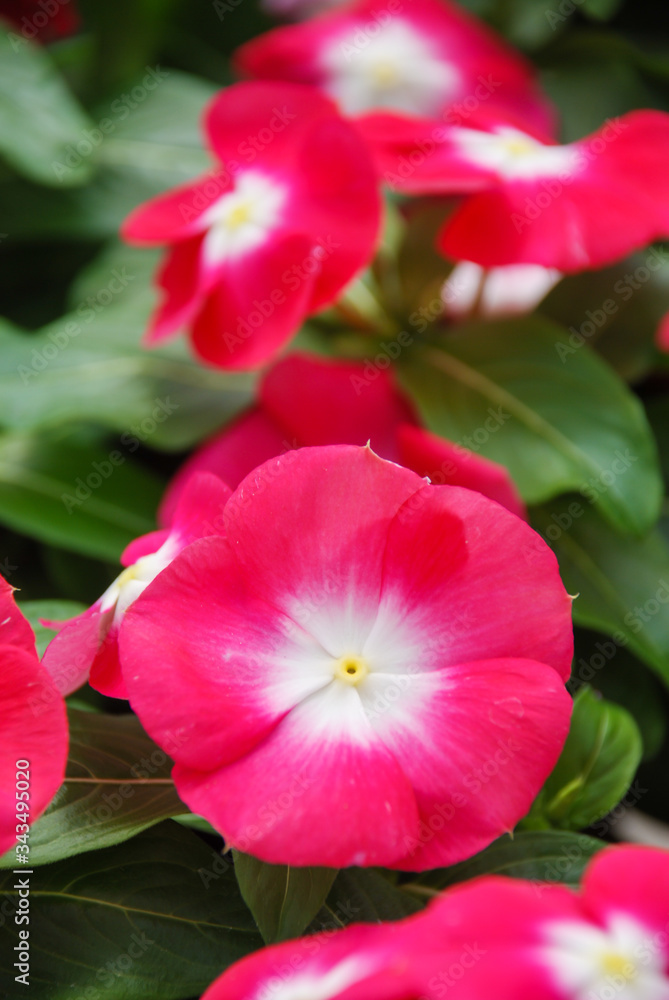 foliage vinca flowers, rose vinca flowers (madagascar periwinkle) foliage vinca flowers, rose vinca flowers (madagascar periwinkle)