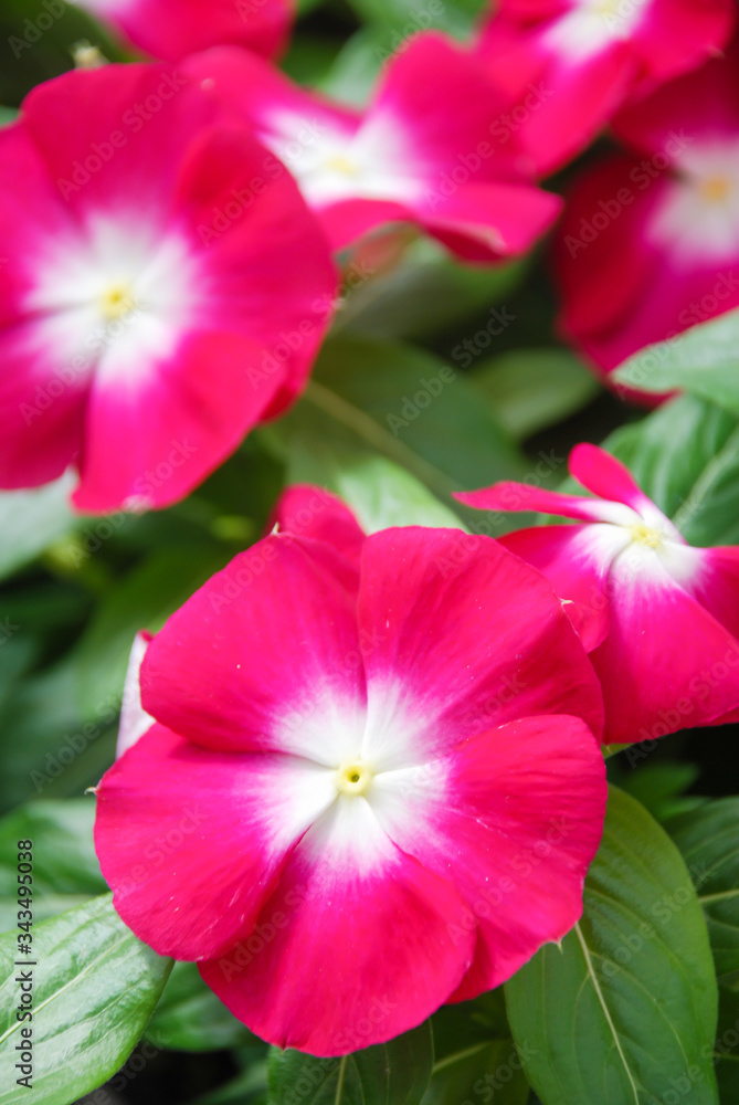 foliage vinca flowers, rose vinca flowers (madagascar periwinkle) foliage vinca flowers, rose vinca flowers (madagascar periwinkle)