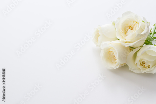 White Rose. Flower background image.