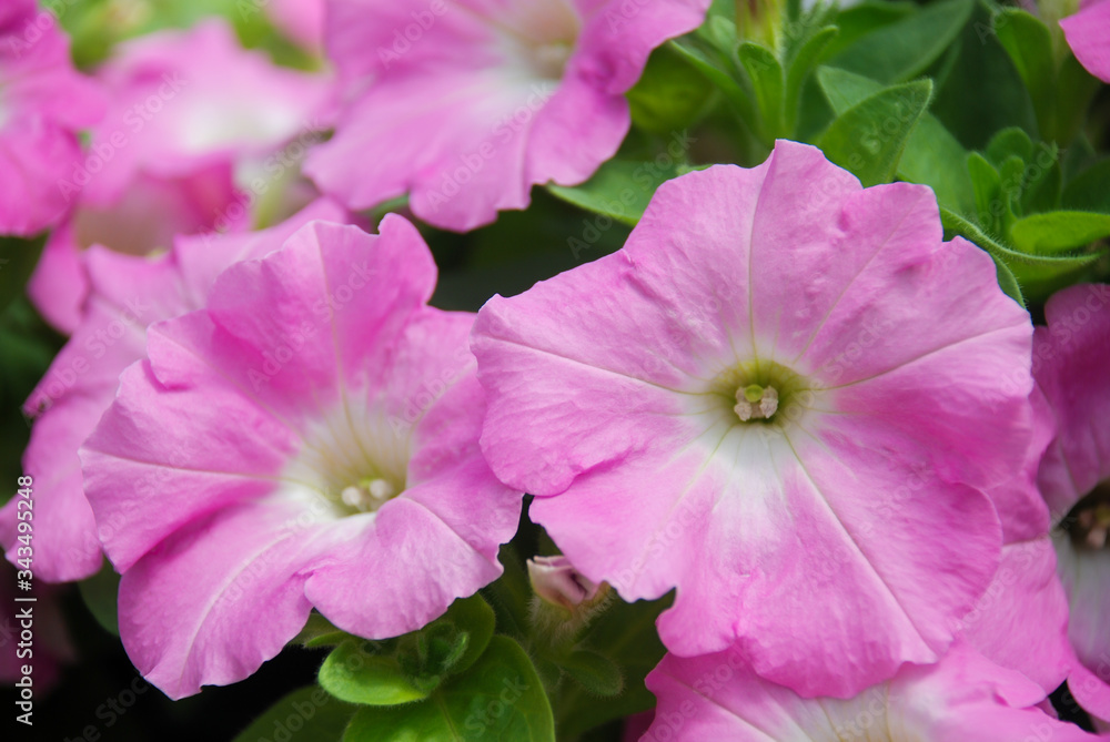 Petunia in the pot, Neon Pink color petunia Petunia in the pot, Neon Pink color petunia