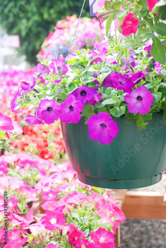 Fototapeta Naklejka Na Ścianę i Meble -  Petunia in the pot, Mixed color petunia