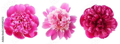 Set of pink peony flowers