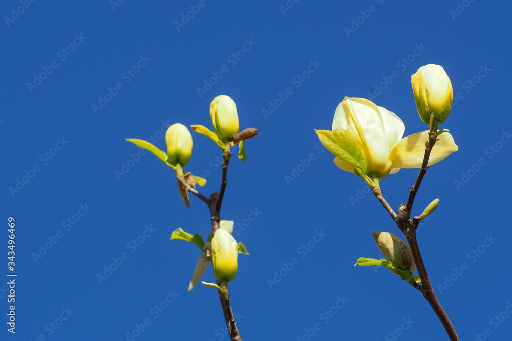 Two branches of yellow Magnolia with large flowers against the blue sky on a Sunny day in Europe . Background with flowers in spring