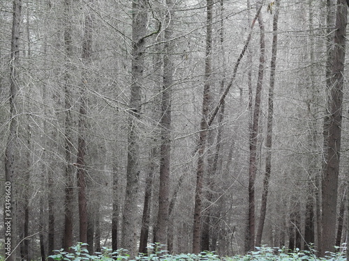 Fototapeta Naklejka Na Ścianę i Meble -  Las w  szarościach