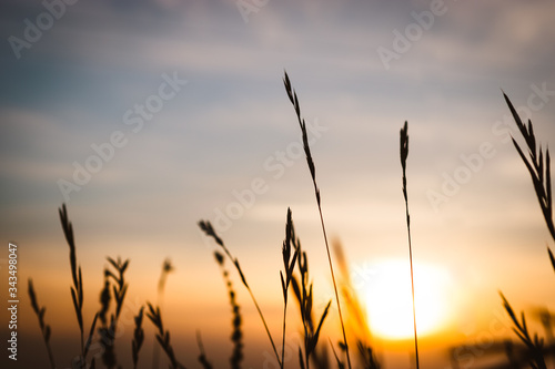 Low view from a wheat field of the rising sun