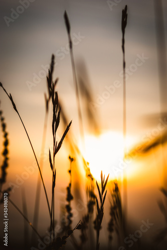 Low view from a wheat field of the rising sun