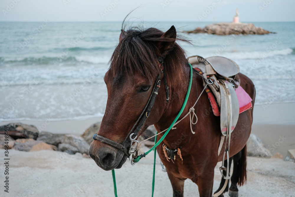 The dark brown horse on the beach background. Closeup dark brown horse.