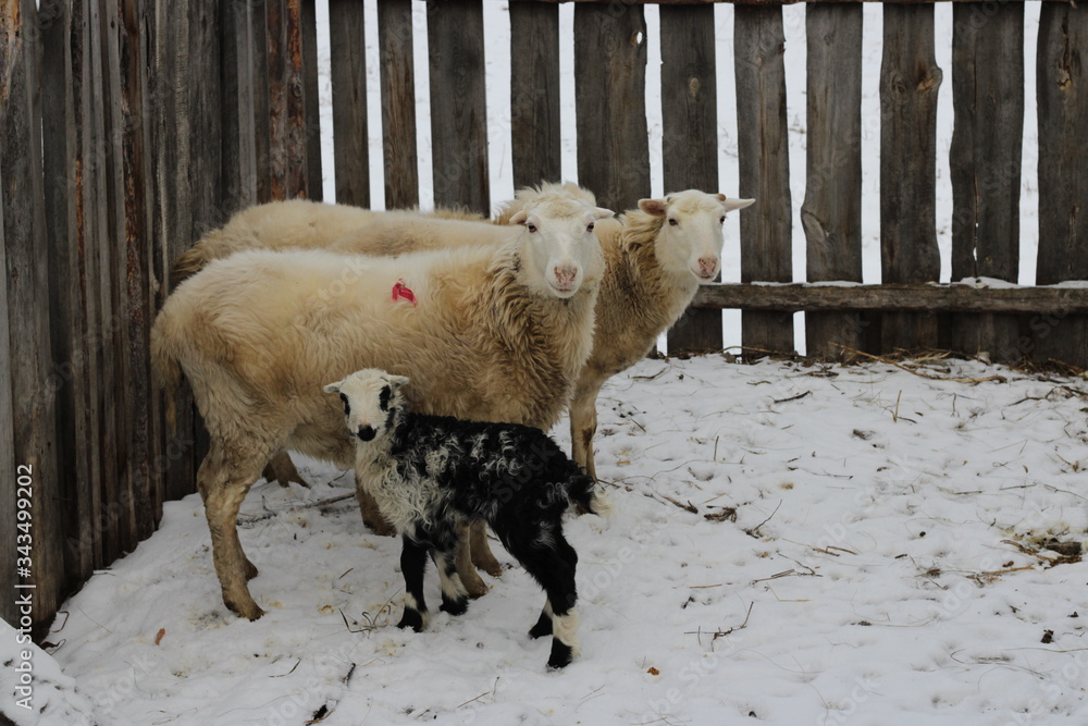 Naklejka premium lamb