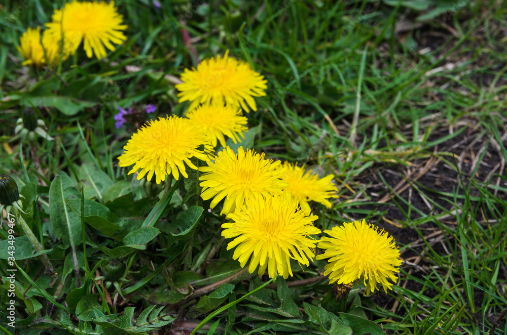 yellow spring flowers. Beautiful dandelions on a sunny day. yellow spring flowers. Beautiful dandelions on a sunny day.