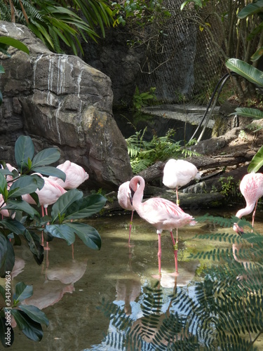 pink flamingos in a pond