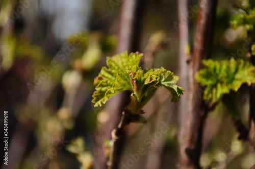 Blossomed currant leaves, leaves close-up, currants in the village in the garden, background