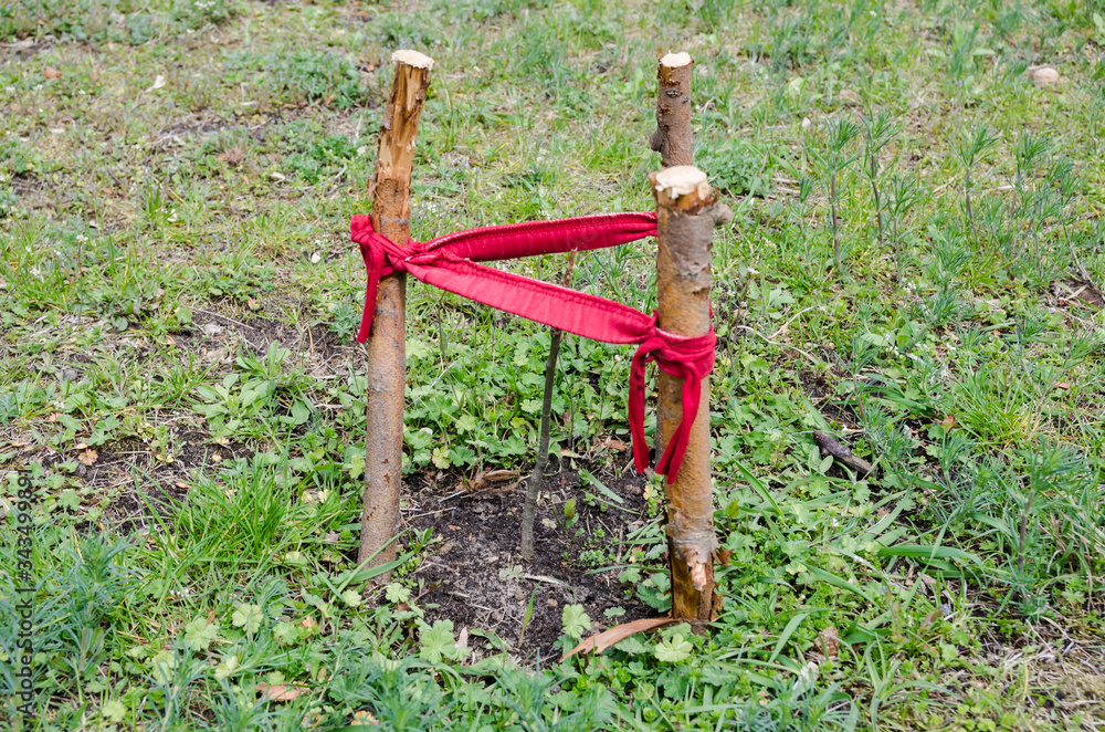 young sprout planted in the park and fenced with a red ribbon. young sprout planted in the park and fenced with a red ribbon.