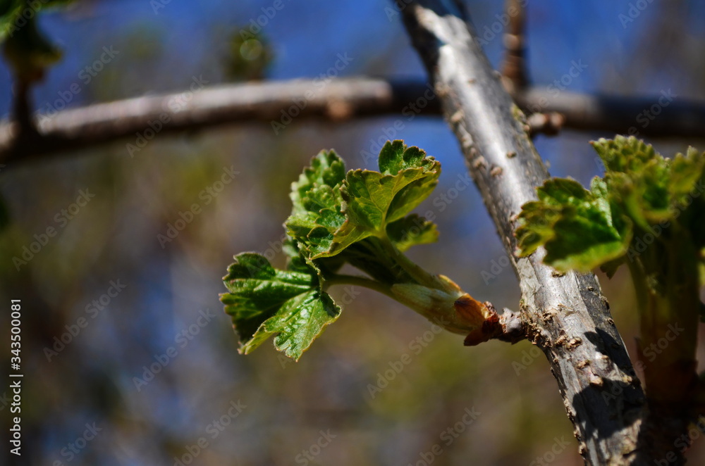 Blossomed currant leaves, leaves close-up, currants in the village in the garden, background Blossomed currant leaves, leaves close-up, currants in the village in the garden, background