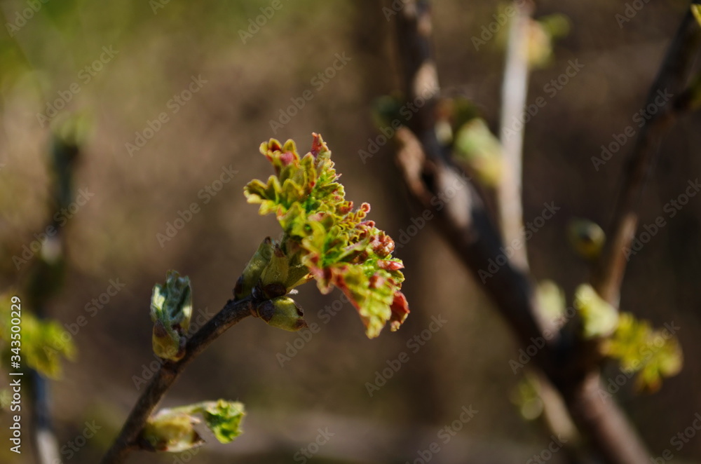 Blossomed currant leaves, leaves close-up, currants in the village in the garden, background Blossomed currant leaves, leaves close-up, currants in the village in the garden, background