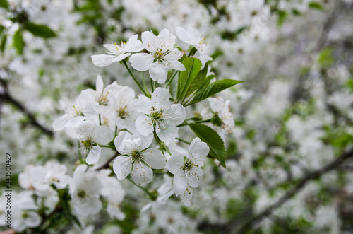 white cherry flowers. Background of cherry flowers.