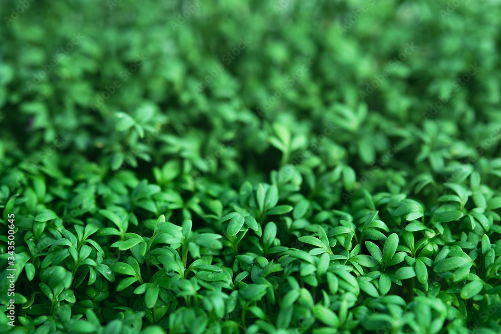 Watercress microgreen. Green leaf texture close up Watercress microgreen. Green leaf texture close up