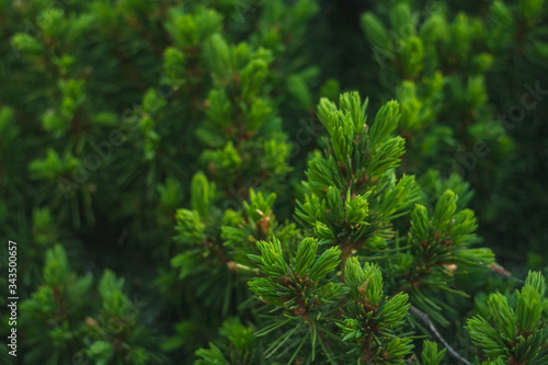 Green background with a coniferous motif.