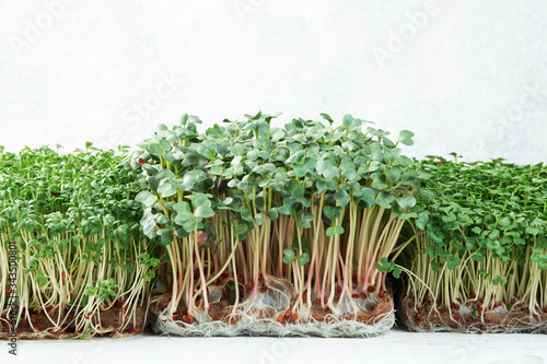 Close-up of microgreen broccoli, cress and radish growing on a linen mat