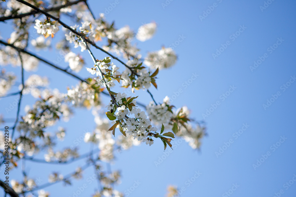 Apfelblüte , blauer Himmel Apfelblüte , blauer Himmel