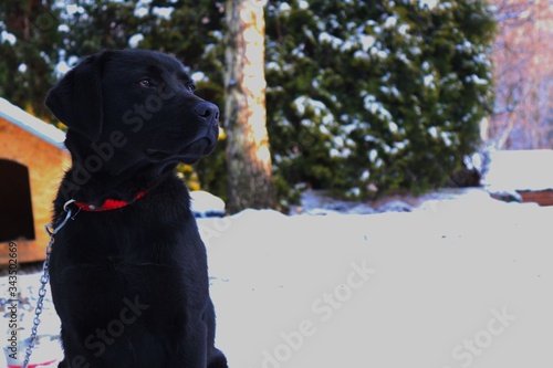 proud black dog on a leash