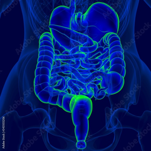 3D Illustration Human Digestive System Anatomy