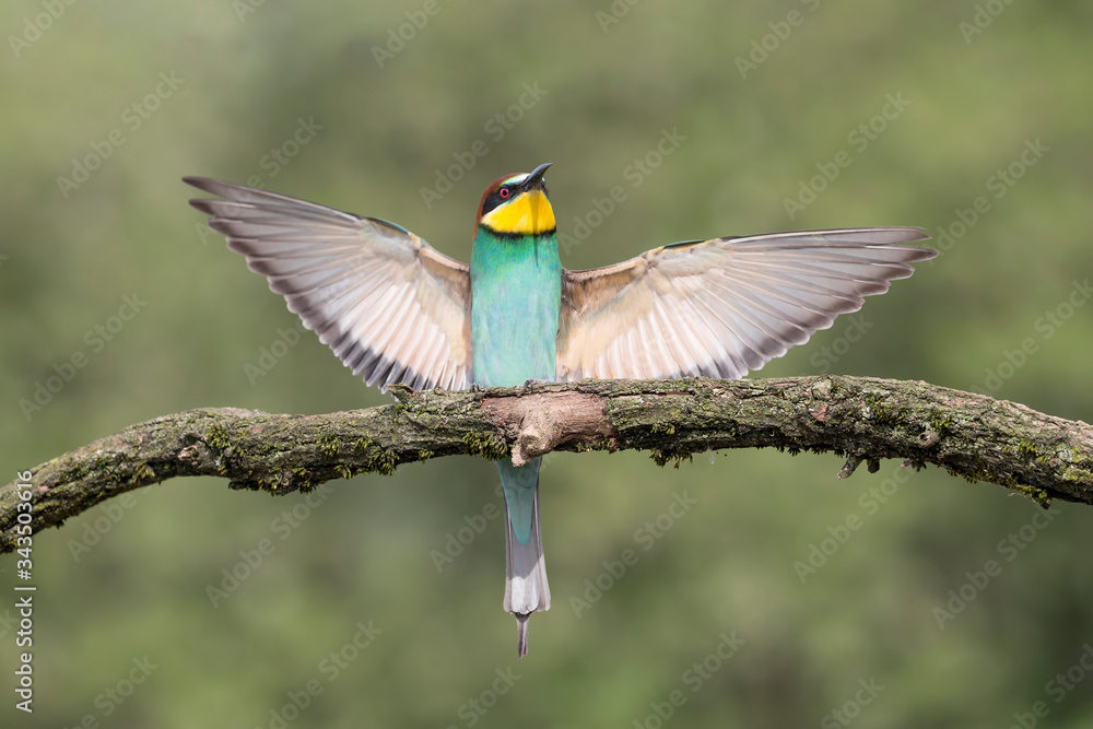European bee eater lands on branch (Merops apiaster)