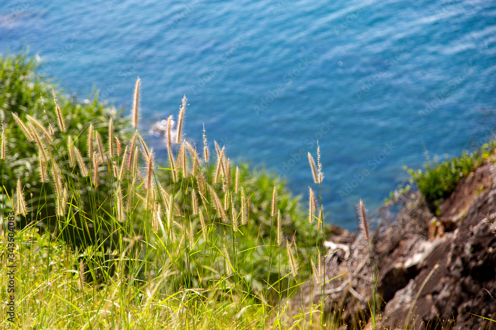 Pennisetum (feather grass) with sea Pennisetum (feather grass) with sea