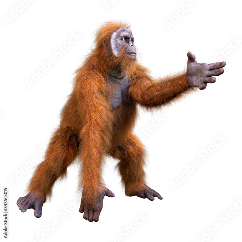 3D Rendering Orangutan on White © photosvac